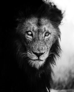 Mufasa Amapiano Beat